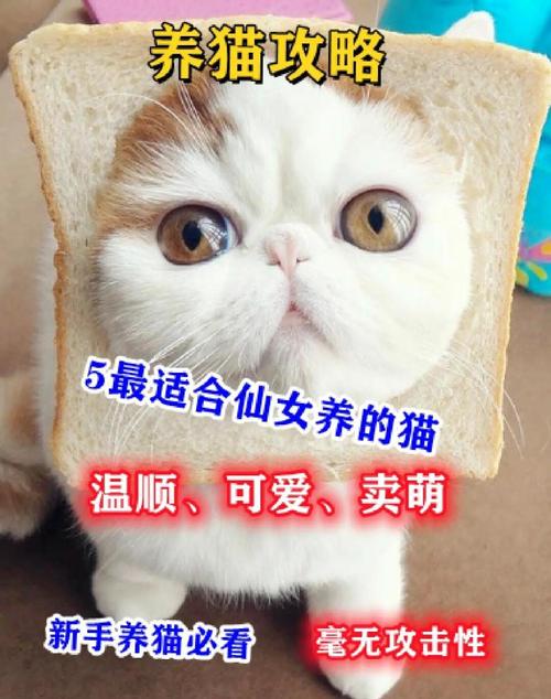 前十最干净比较好养聪明的猫?
