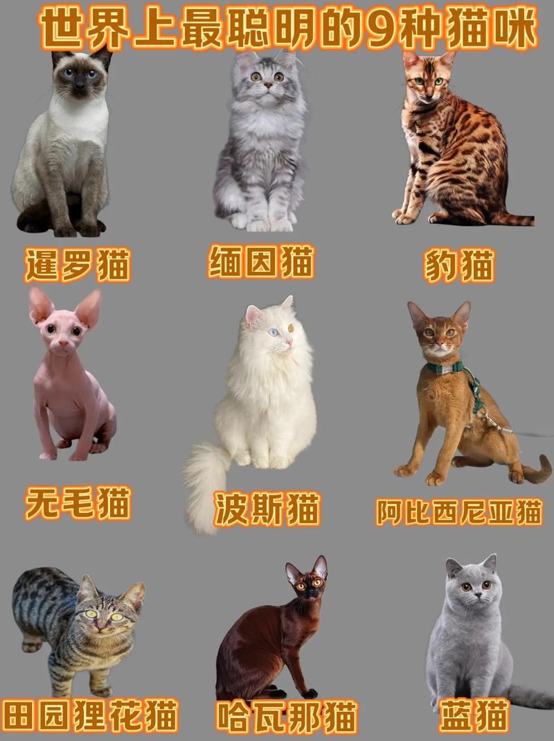 哪种猫咪好养又温顺,不容易生病呢