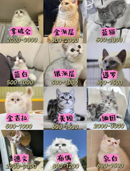 什么猫好养温顺粘人不容易生病