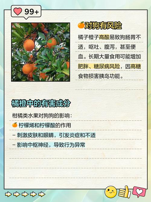 狗狗为什么不能吃橙子