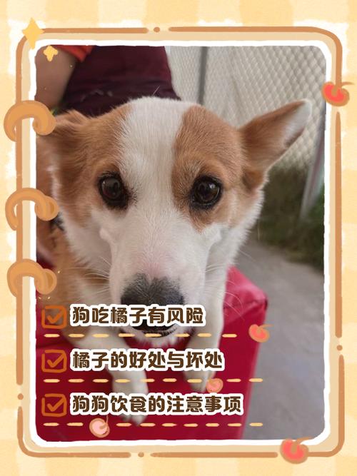 狗狗可不可以吃橙子