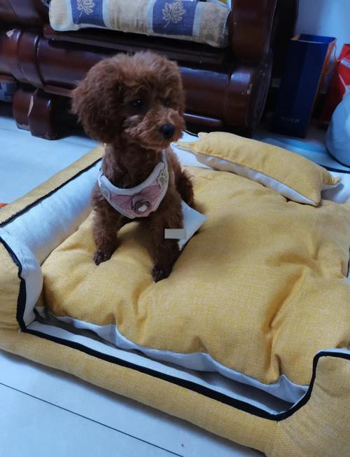 挑选狗窝应该注意些什么呢?