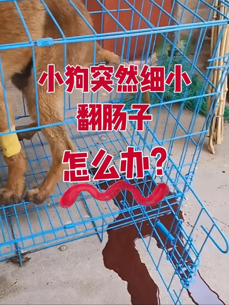 宠物狗多大翻肠子?