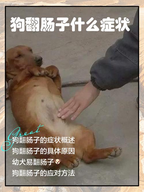 狗狗翻肠子有什么症状?