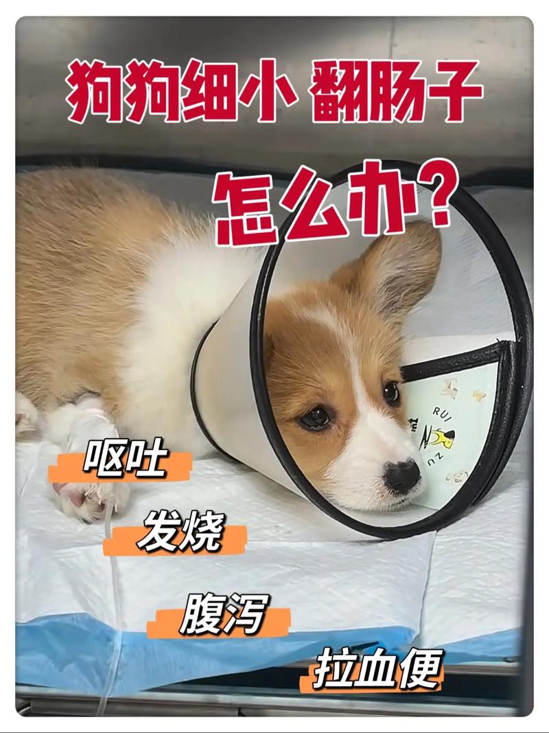 狗翻肠子能自己痊愈吗?