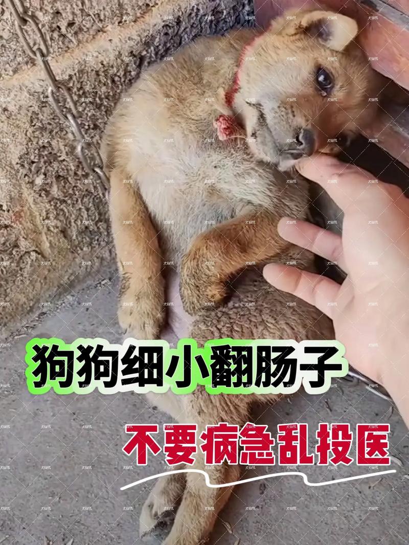 狗狗什么时候翻肠子