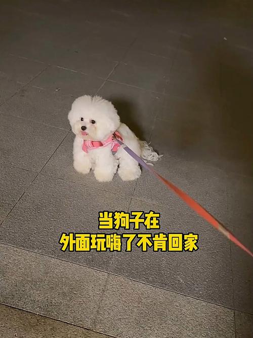 把狗狗放出去玩后,怎么叫都叫不回家怎么办?