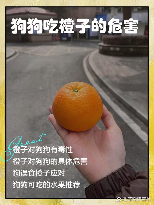 狗狗能喝橙汁吗