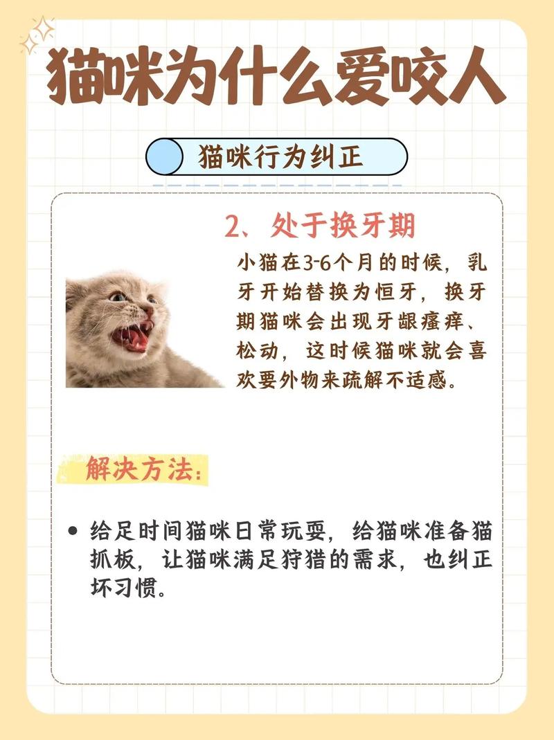 如何训练猫咪不咬人?