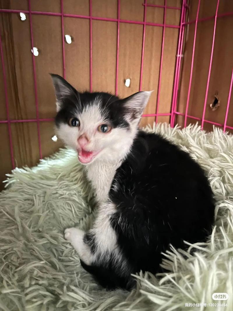 请问一下,新手第一次养猫养多大的猫比较合适?