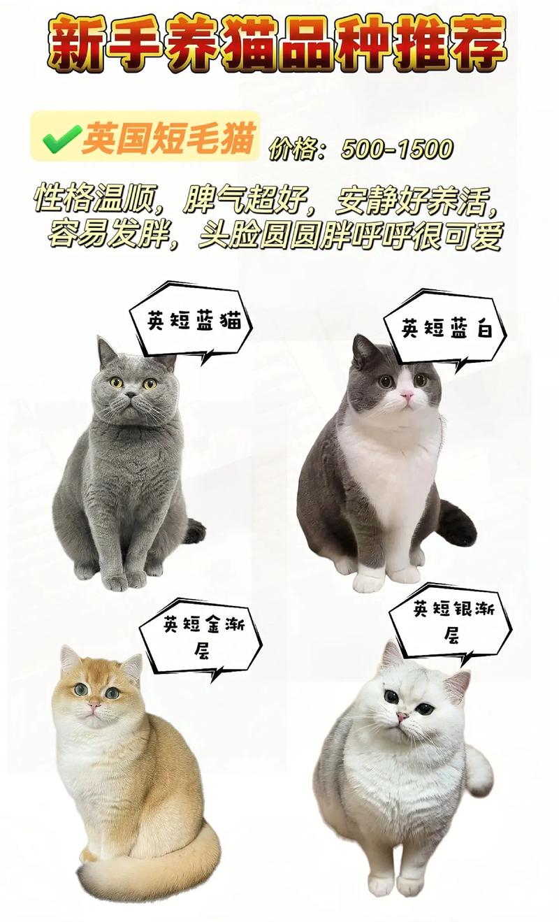 准备买猫,多大的猫咪好养?怎么养?