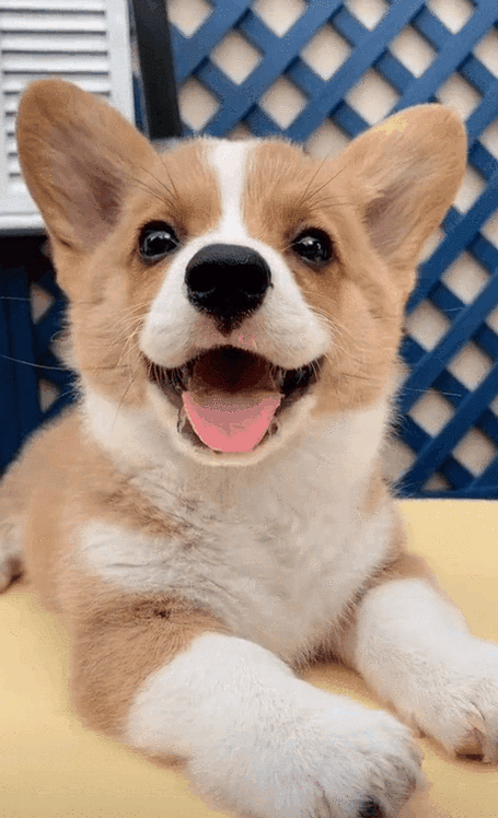 狗狗不小心喝了旺仔牛奶对健康会有什么影响?