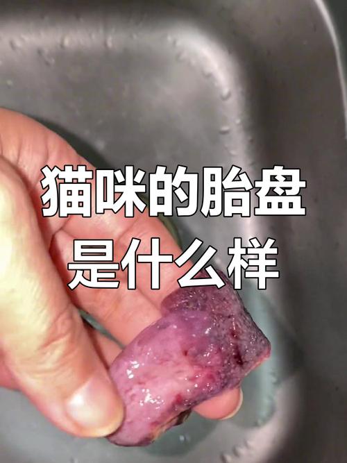 猫咪一个胎盘还是两个胎盘?