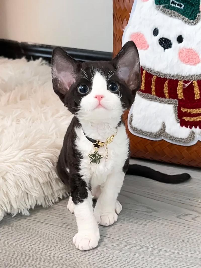 听别人讲猫一胎只有一个胎盘?