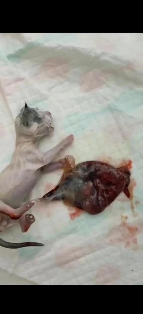 猫胎盘要吃几次见效