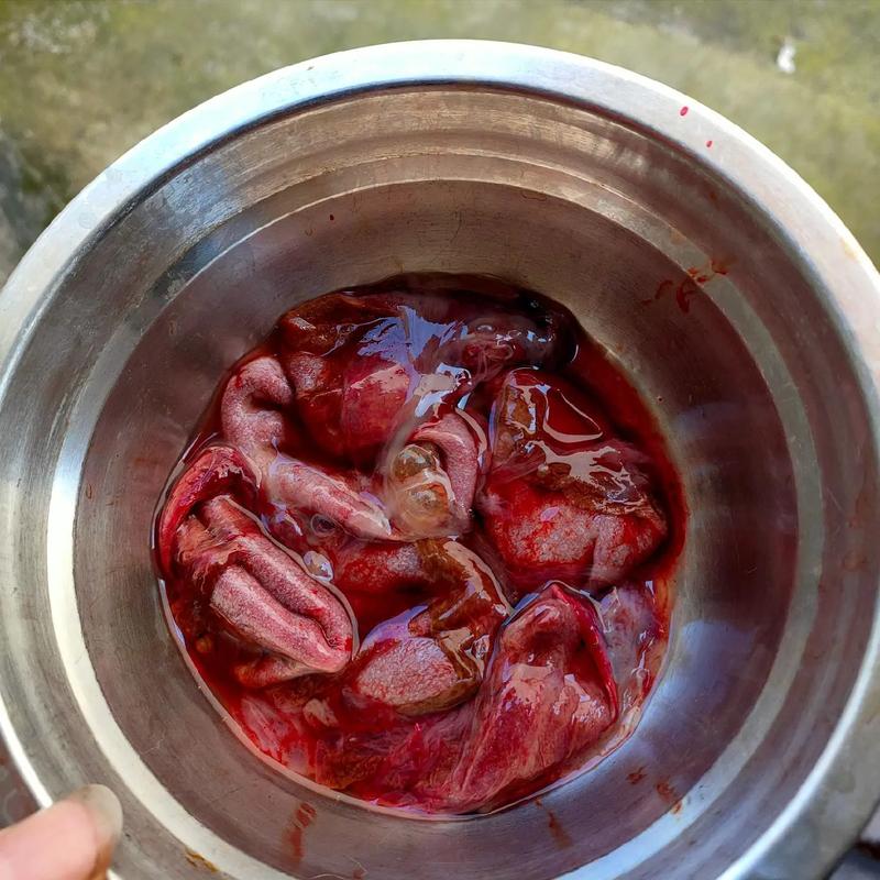 猫胎盘出来了还会再生小猫吗