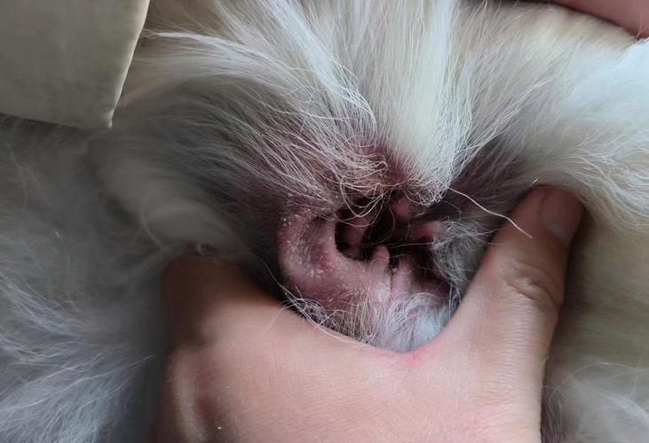 猫咪耳朵很难受总是挠还总晃耳朵叫得我心疼坏了