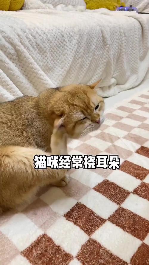 猫咪用完洗耳液为什么一直甩头挠耳朵?