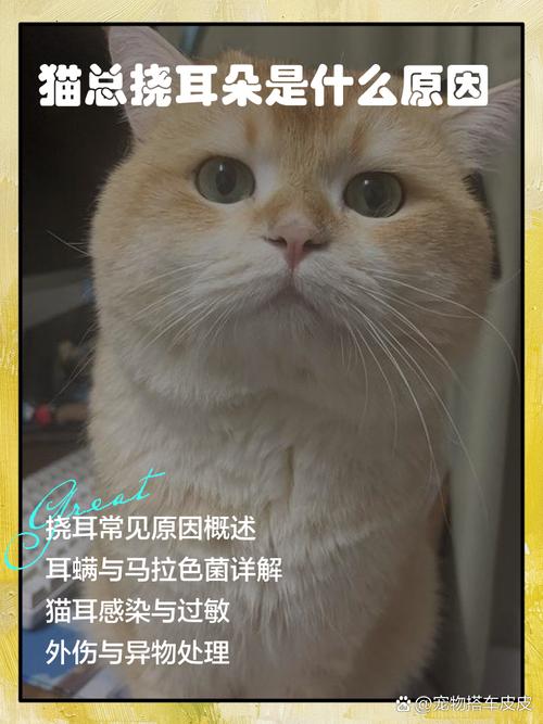 猫咪老挠耳朵是什么原因?