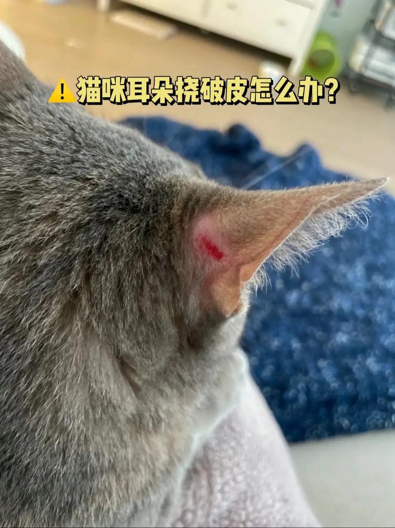 猫咪耳朵里没有耳螨还一直挠耳朵是怎么回事?