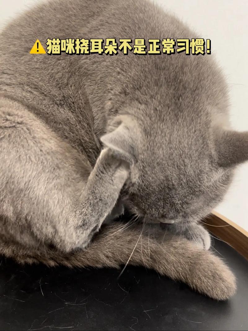 猫咪挠耳朵可是很干净,小猫挠耳朵但是很干净