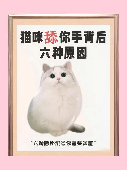 猫咪抱着我的手舔是什么意思?