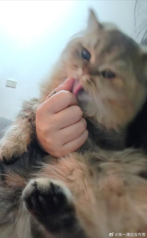 猫咪咬手然后又舔什么意思