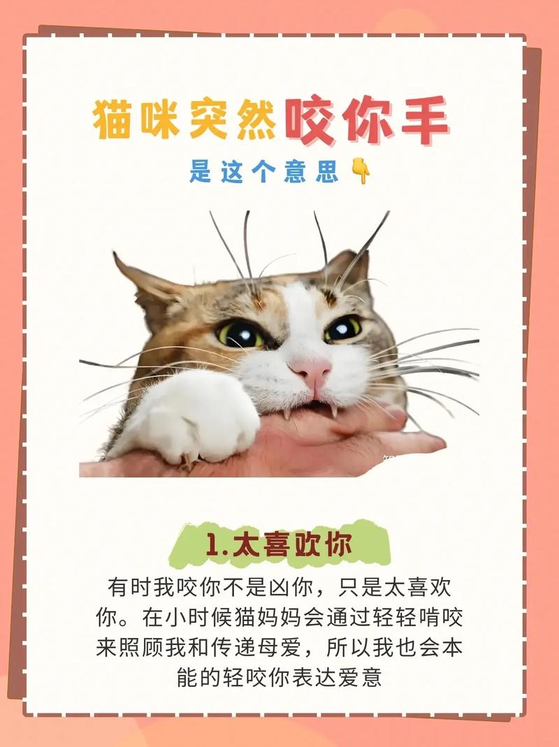 为什么我的猫咬我又舔我