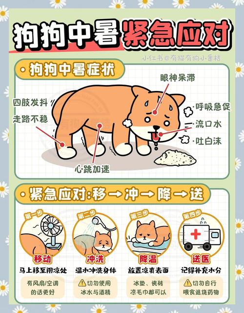 狗狗发烧40度怎么退烧