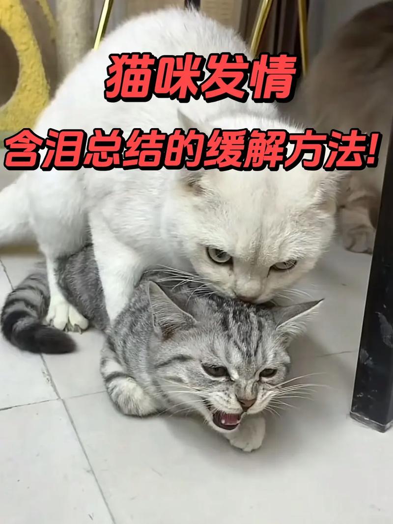 猫几个月发情