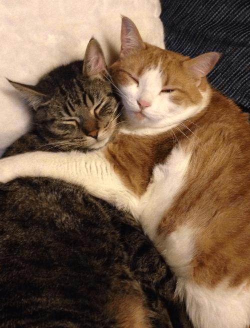 猫咪几个月开始发猫情