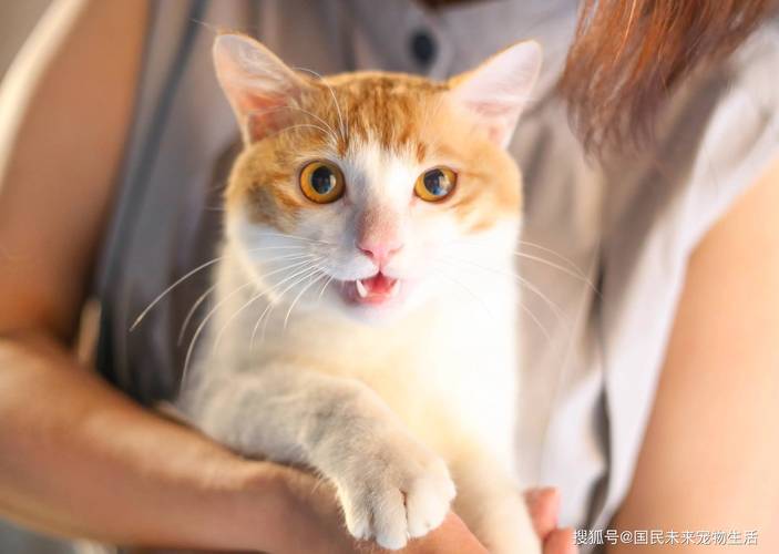 猫咪几个月发情