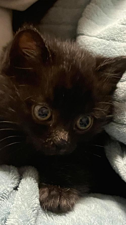 猫皮肤上有黑色的点点是什么