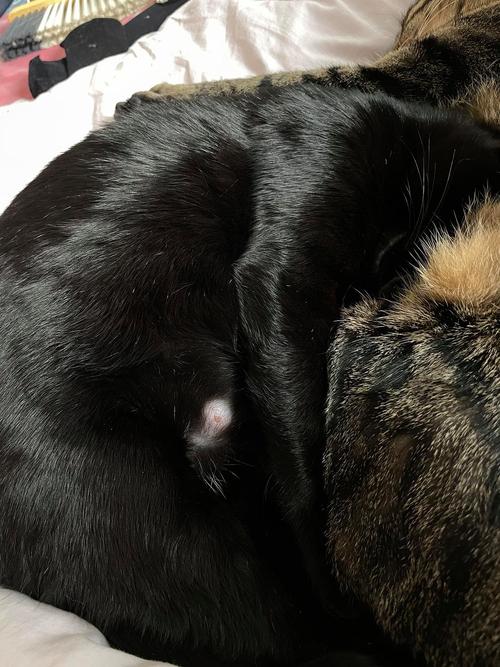 猫咪乳头旁边长黑色点点要紧吗