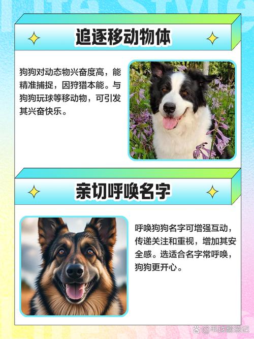 怎么样逗狗狗开心?