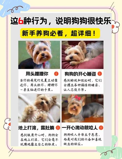 想逗自己的狗开心,有哪些好办法?