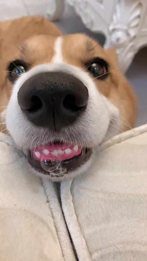 狗狗怎么正确的逗它玩