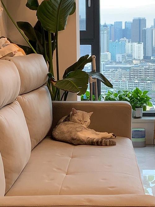 猫一个人在家会孤单吗