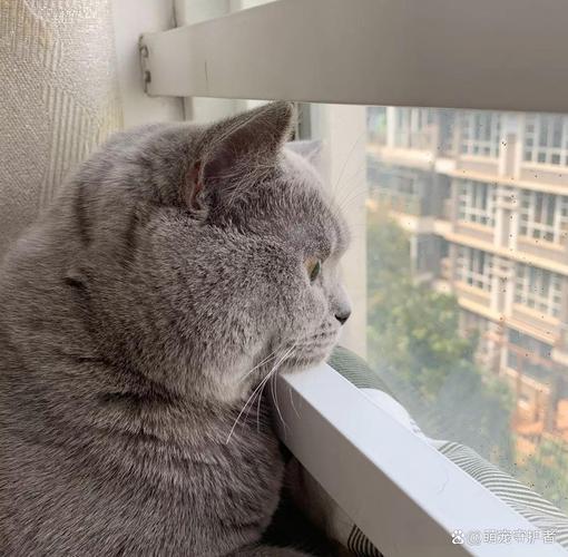 猫咪一个人在家会孤单吗