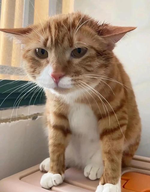 把小猫咪一个人关在家中不开灯,她会不会害怕。