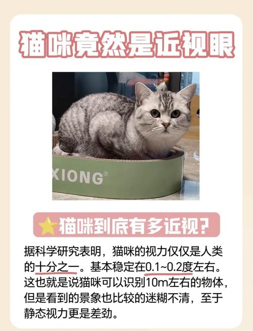 猫是近视眼吗?揭秘猫咪的视觉奥秘
