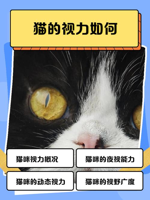 猫的眼睛看到世界是怎么样