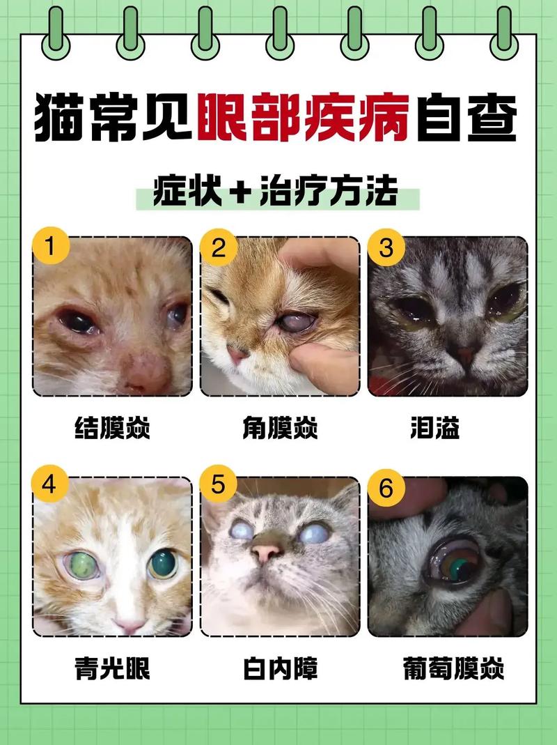 猫的视力如何