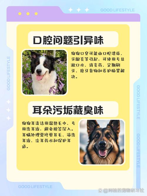 狗身上味道重怎么去除