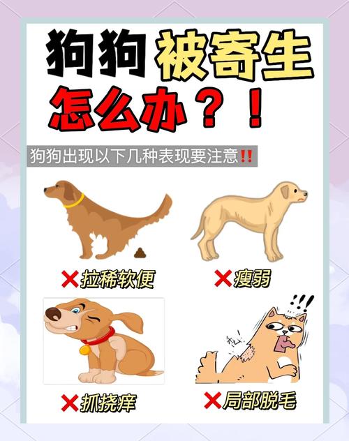 狗子吃虫子了怎么办?