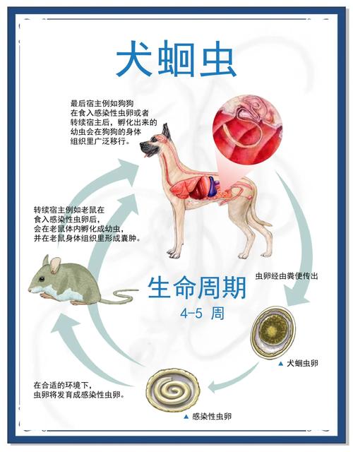 狗狗吃虫子怎么办