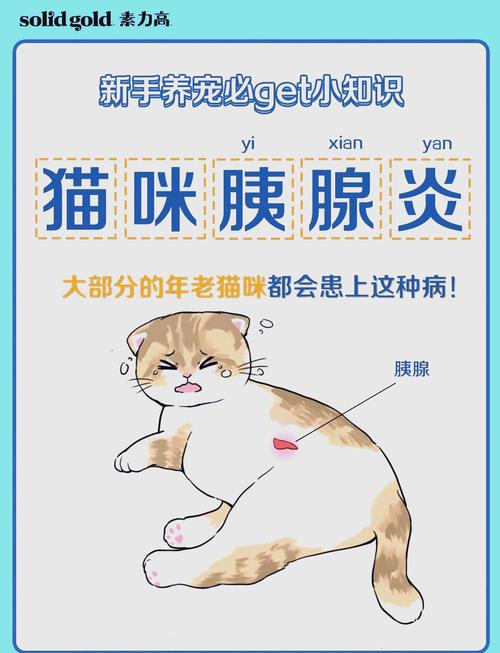 猫胰腺炎的症状及治疗