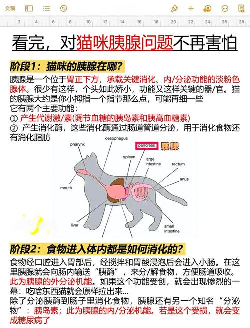 猫咪胰腺炎的有什么表现?