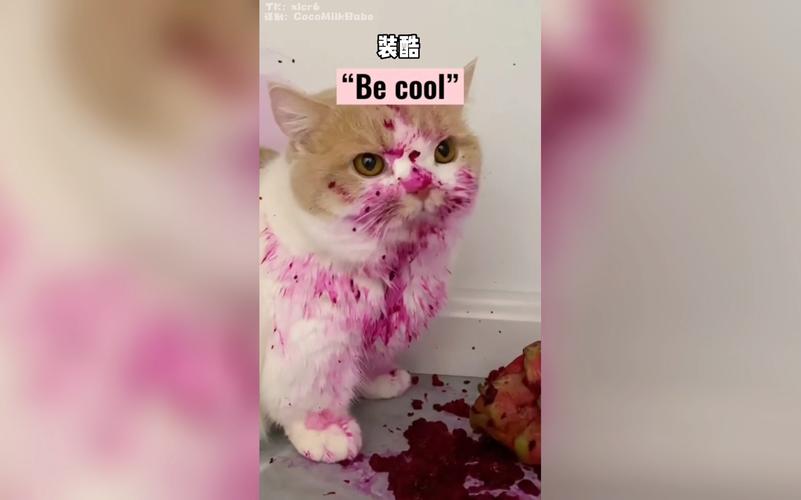 为什么猫咪要吃火龙果