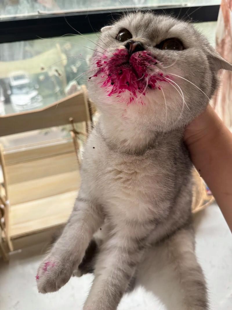 猫咪吃火龙果有哪些注意事项?